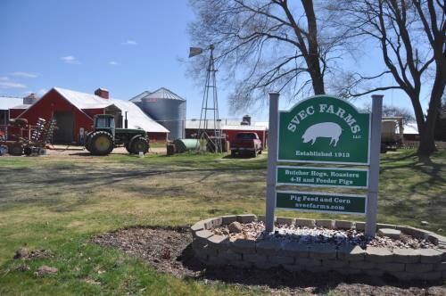 Buckley pig farmers cutting out middleman to survive shifting economic climate